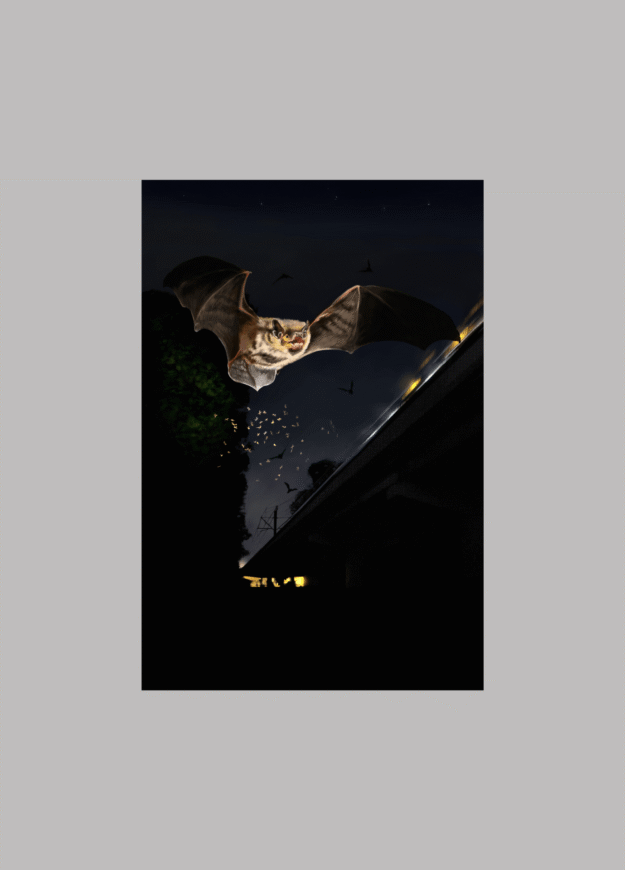 Plakat Nietoperz - Bogdanka Bartek Baran